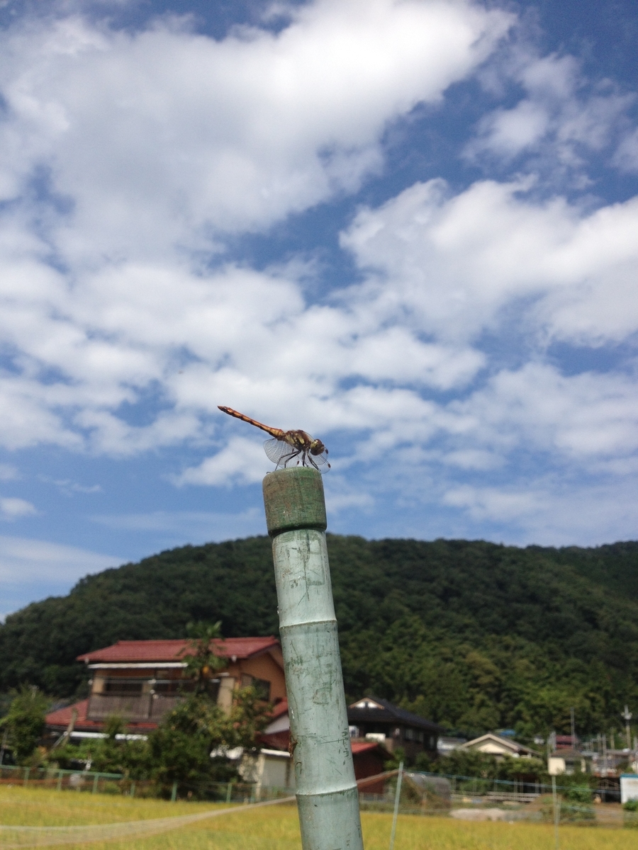 f:id:Leo_Kirishima07:20130910131501j:plain f:id:Leo_Kirishima07:20130910131501j:plain