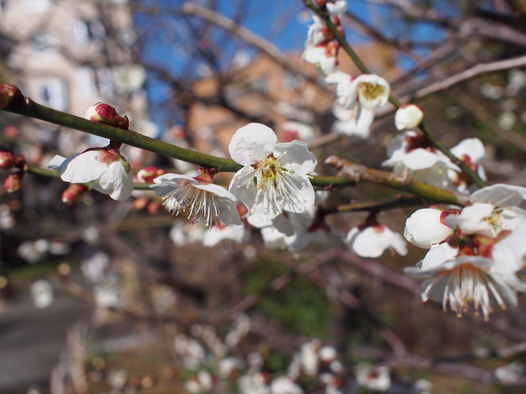 f:id:Leo_Kirishima07:20190309212414j:plain f:id:Leo_Kirishima07:20190309212414j:plain