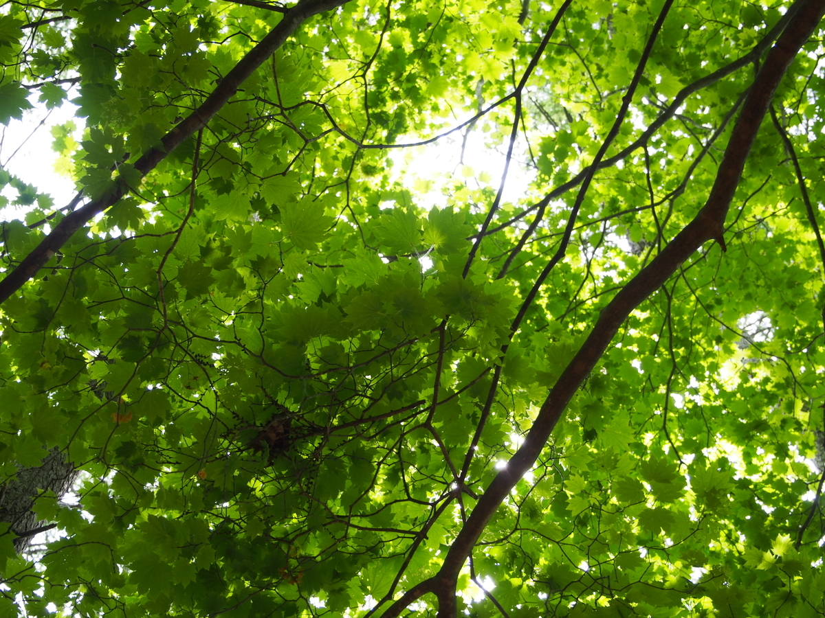 f:id:Leo_Kirishima07:20190604103308j:plain