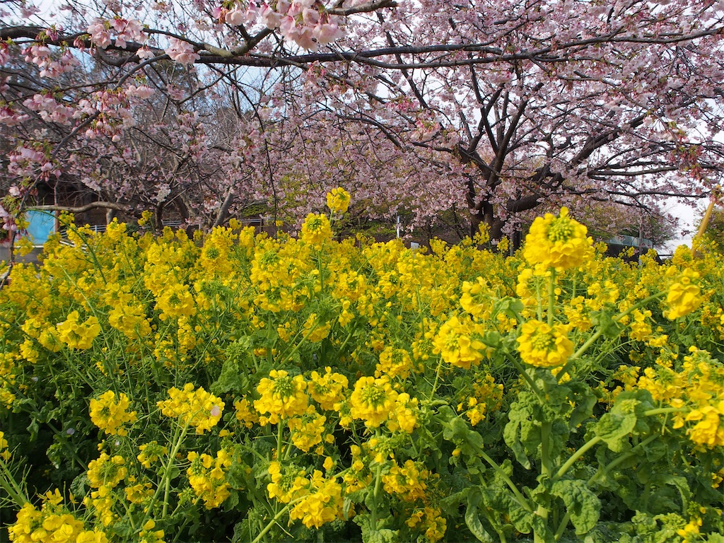 f:id:Leo_Kirishima07:20200304123302j:image f:id:Leo_Kirishima07:20200304123302j:image