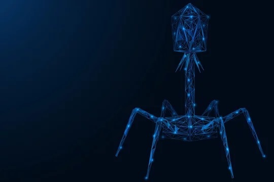 T4ファージの構造