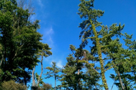 f:id:Licoshe:20110808150755j:image