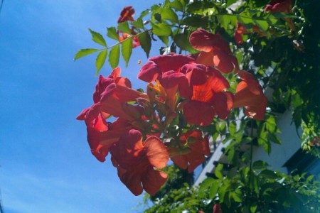 f:id:Licoshe:20110808150803j:image