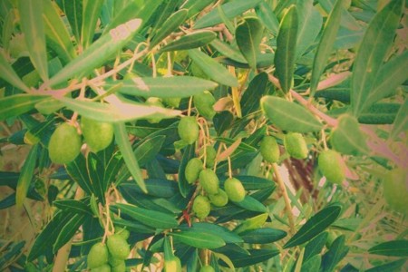 f:id:Licoshe:20110808152056j:image