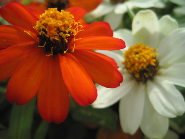 f:id:Licoshe:20110811081328j:image