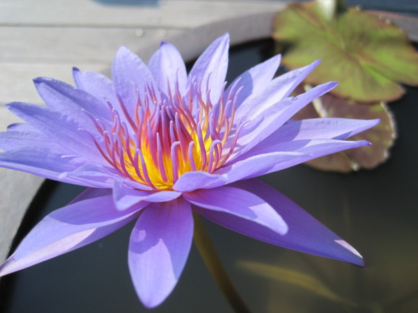 f:id:Licoshe:20110812154030j:image