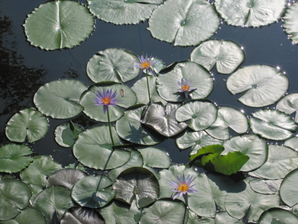 f:id:Licoshe:20110812160006j:image