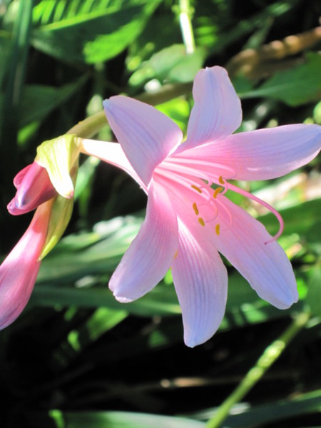f:id:Licoshe:20110812160137j:image