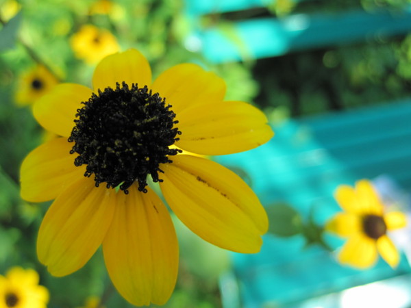 f:id:Licoshe:20110812160538j:image
