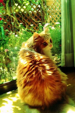 f:id:Licoshe:20110919232227j:image