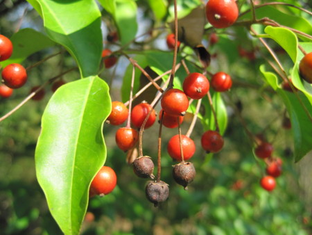 f:id:Licoshe:20111029110945j:image