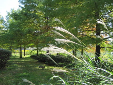 f:id:Licoshe:20111029111616j:image
