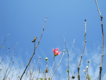 f:id:Licoshe:20111029111945j:image