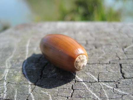 f:id:Licoshe:20111029112302j:image