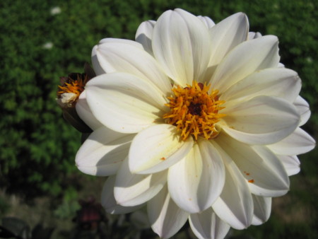 f:id:Licoshe:20111029113247j:image