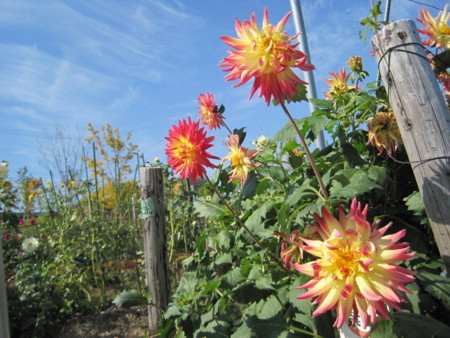 f:id:Licoshe:20111029114331j:image