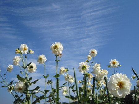 f:id:Licoshe:20111029114405j:image