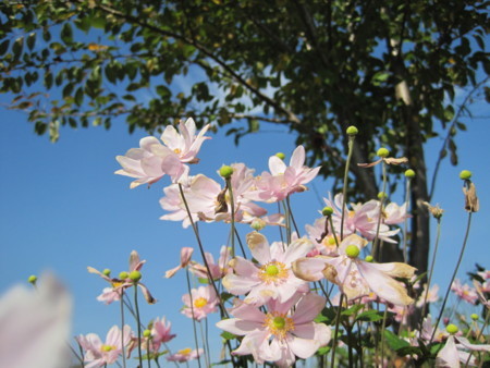 f:id:Licoshe:20111029120647j:image