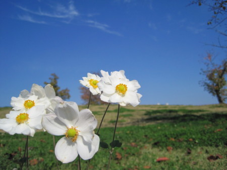 f:id:Licoshe:20111029120753j:image