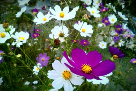 f:id:Licoshe:20111029185309j:image