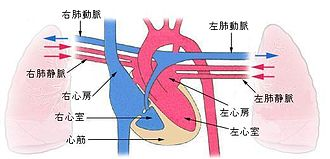 f:id:Lidocaine:20210612213543p:plain