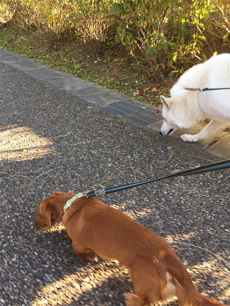 f:id:Lien0927:20171202183600j:image f:id:Lien0927:20171202183600j:image