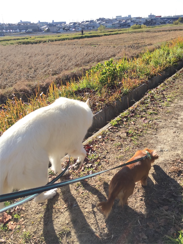 f:id:Lien0927:20171206165507j:image