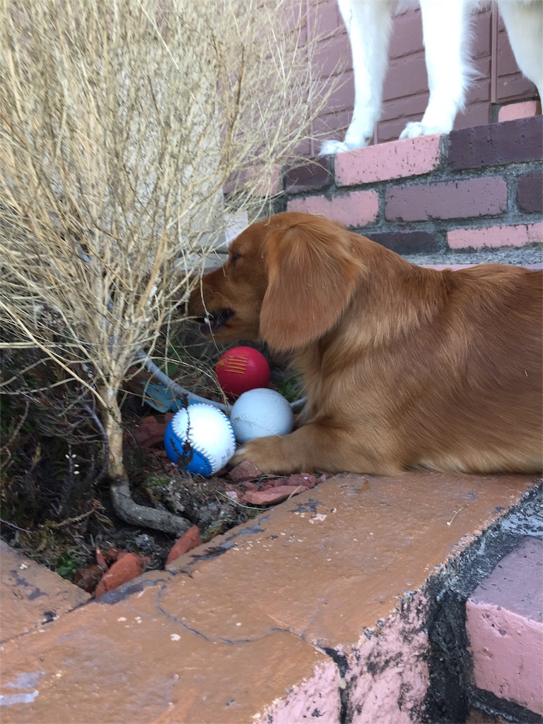 f:id:Lien0927:20180312222850j:image f:id:Lien0927:20180312222850j:image