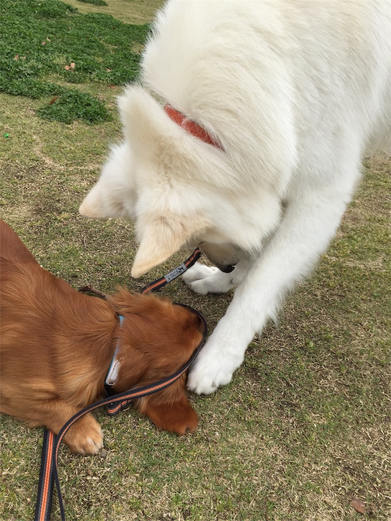 f:id:Lien0927:20180417150742j:image