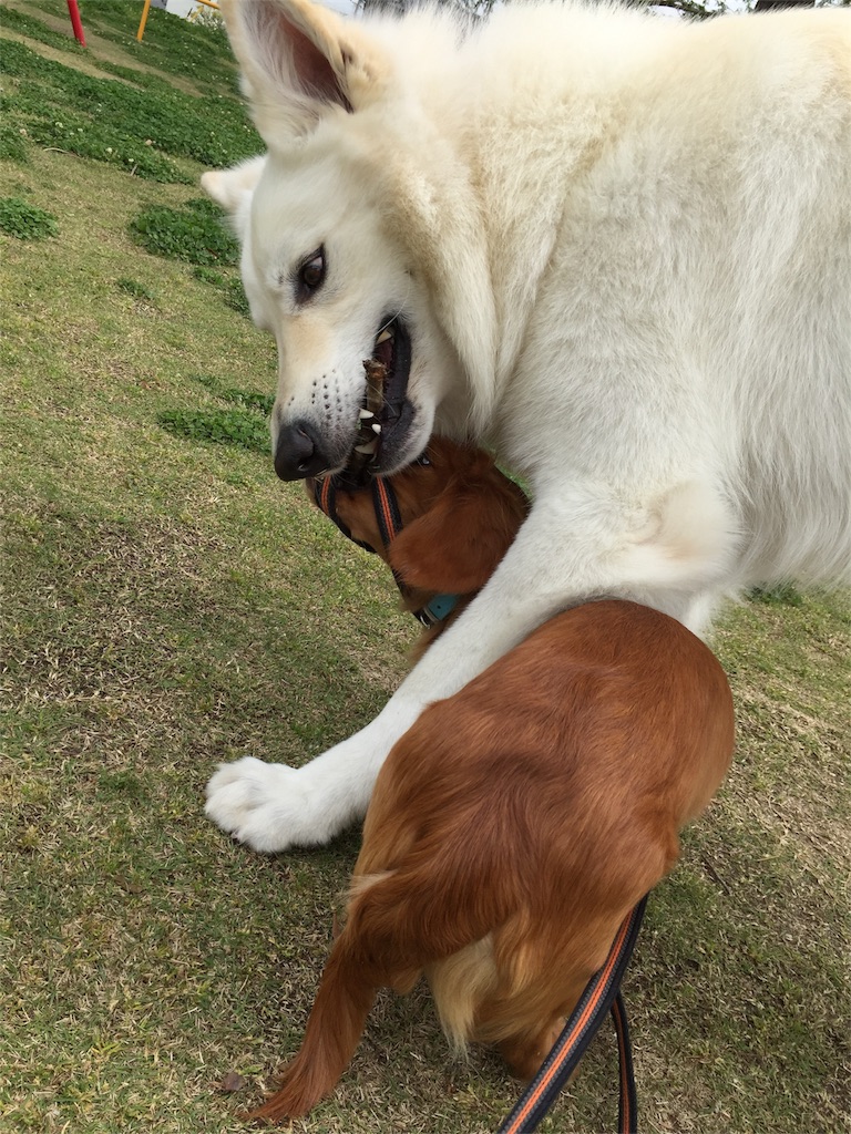 f:id:Lien0927:20180417151402j:image