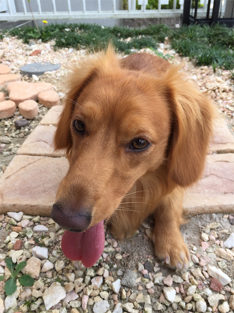 f:id:Lien0927:20180703120428j:image f:id:Lien0927:20180703120428j:image