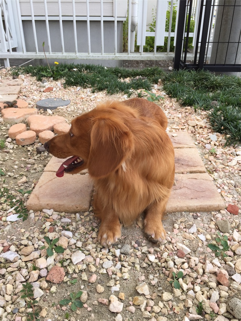 f:id:Lien0927:20180703120431j:image f:id:Lien0927:20180703120431j:image