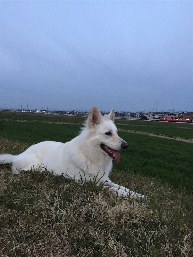 f:id:Lien0927:20190302201019j:image f:id:Lien0927:20190302201019j:image