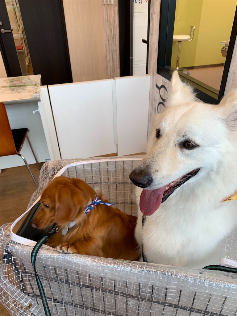 f:id:Lien0927:20190528181641j:image