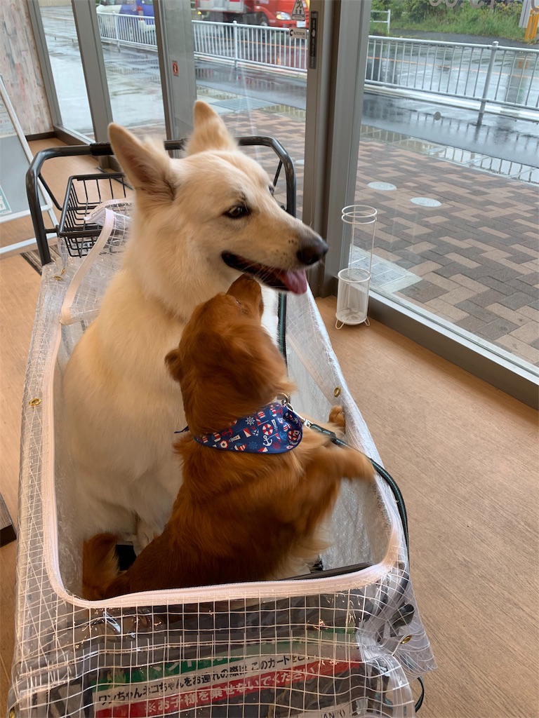 f:id:Lien0927:20190528182050j:image