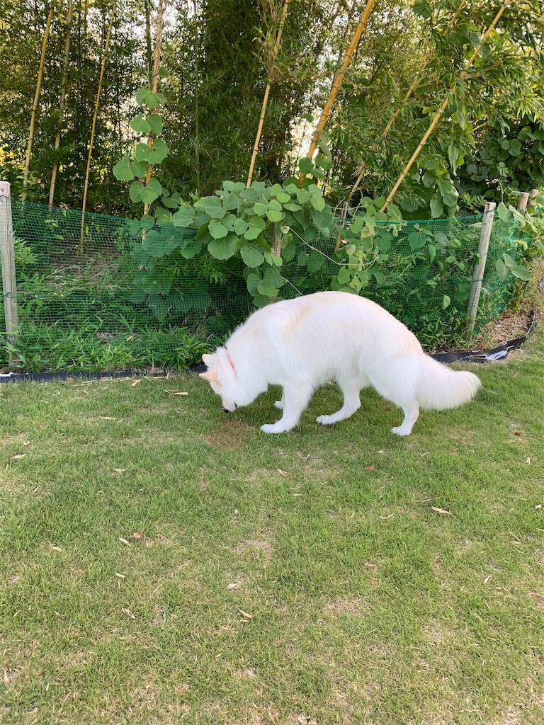 f:id:Lien0927:20190809010207j:image