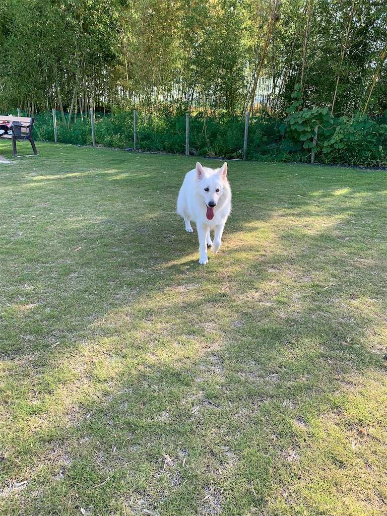 f:id:Lien0927:20190809010446j:image