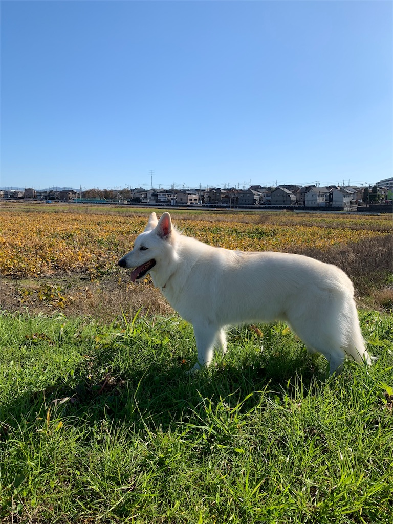 f:id:Lien0927:20191113013418j:image