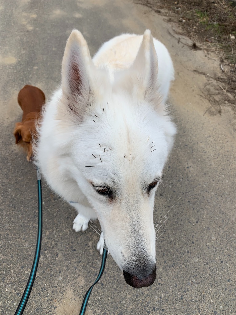 f:id:Lien0927:20191127021903j:image