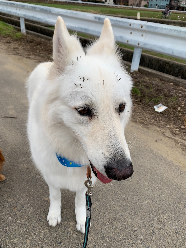 f:id:Lien0927:20191127022219j:image