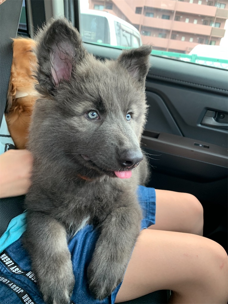 f:id:Lien0927:20200611001945j:image