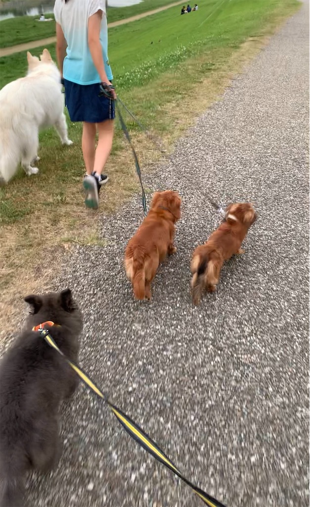 f:id:Lien0927:20200611003059j:image