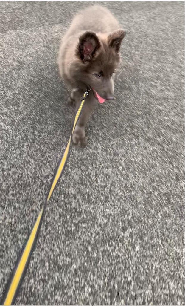 f:id:Lien0927:20200611003103j:image