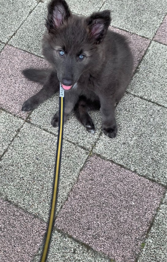 f:id:Lien0927:20200611003110j:image