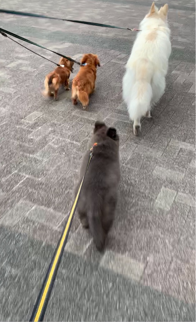 f:id:Lien0927:20200611003113j:image