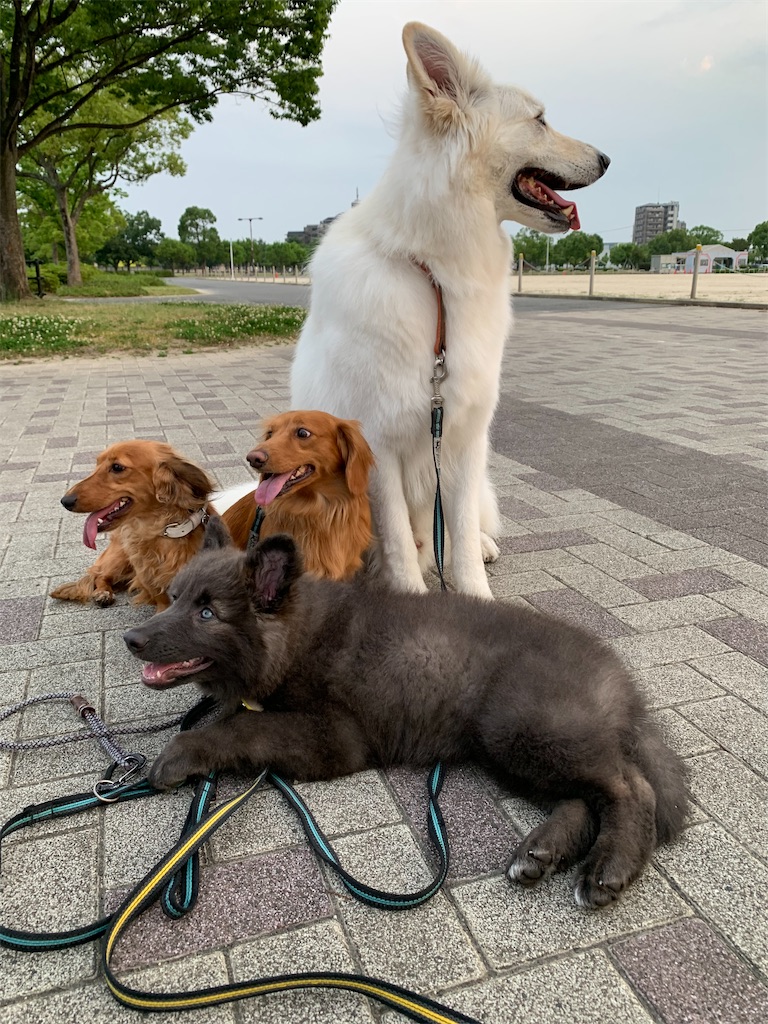 f:id:Lien0927:20200611003305j:image