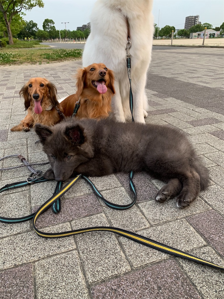 f:id:Lien0927:20200611003313j:image