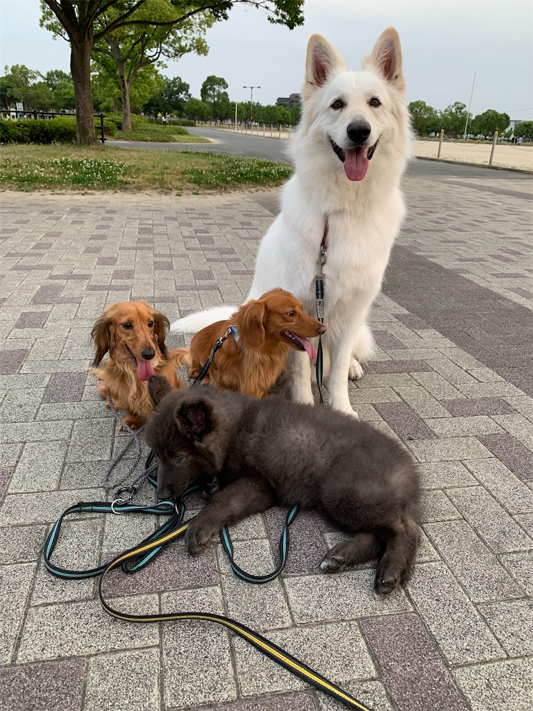 f:id:Lien0927:20200611003316j:image