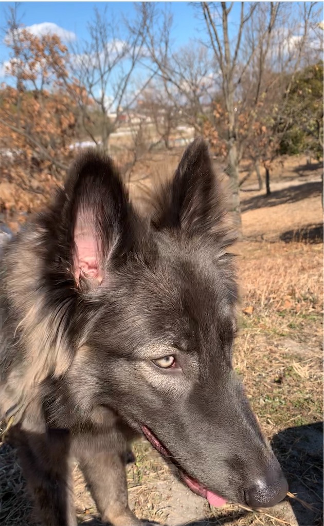 f:id:Lien0927:20210110013152j:image