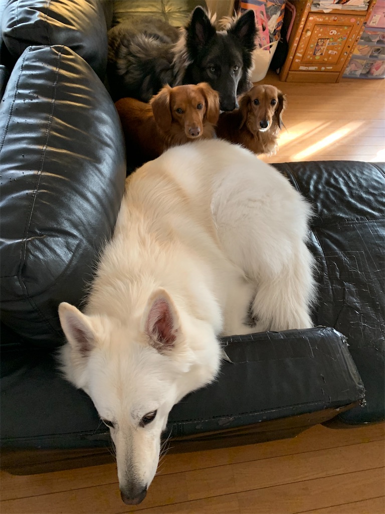 f:id:Lien0927:20210110013208j:image